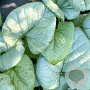 Brunnera macr. 'Alexandria' GM P9