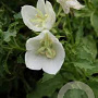 Campanula c. 'Alba' GM P9