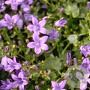 Campanula p. 'Resholt Variety' GM P9