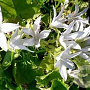 Campanula posch. 'E.H. Frost' GM P9