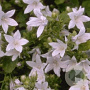 Campanula posch. 'E.H. Frost' GM P9