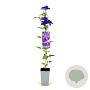 Clematis 'The President' 80-100 cm 2,5L