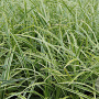 Carex morrowii Vanilla Ice GM P9