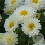 Chrysanthemum (I) 'Poesie' GM P9