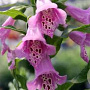 Digitalis purp. Excelsior Hybrids GM P9