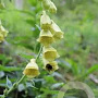Digitalis 'Spice Island' GM P9