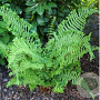 Dryopteris af. 'Cristata' GM P9