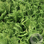 Dryopteris f.-m. 'Crispa Cristata' GM P9
