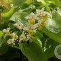 Epimedium perralderianum GM P9