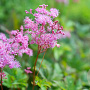 Filipendula 'Kahome' GM P9