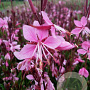 Gaura l. 'Siskiyou Pink' GM P9