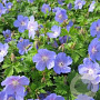 Geranium himalayense 'Baby Blue' GM P9