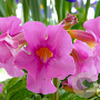 Incarvillea delavayi GM P9