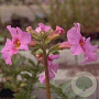 Incarvillea delavayi GM P9