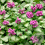 Lamium mac. 'Purple Dragon' GM P9