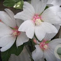 Lavatera 'Barnsley Baby' GM P9