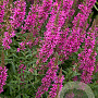 Lythrum sal. 'Rosy Gem' GM P9