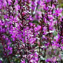 Lythrum sal. 'Zigeunerblut' GM P9