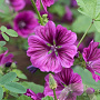 Malva sylvestris mauritanica GM P9
