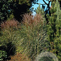 Miscanthus sin. 'Kleine Silbersp.' GM P9