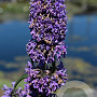 Nepeta 'Weinheim Big Blue' GM P9