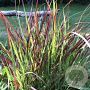 Panicum virgatum 'Oxblood Autumn' GM P9