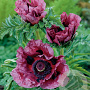 Papaver or. 'Patty's Plum' GM P9