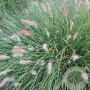 Pennisetum al. 'Weserbergland' GM P9