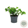 Heptacodium miconioides 80-100 cm 12L kegel