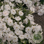 Phlox (D) 'White Admiral' GM P9