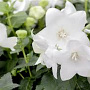 Platycodon grand. 'Fuji White' GM P9
