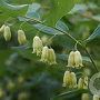 Polygonatum biflorum GM P9
