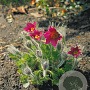 Pulsatilla v. 'Röde Klokke' GM P9