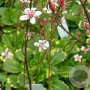 Saxifraga u. 'Variegata' GM P9