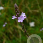Verbena officinalis GM P9