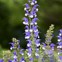 Salvia 'Azure Snow' GM P9