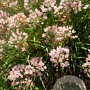 Allium 'Sugar Melt' GM P9