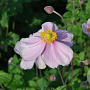 Anemone hyb. 'Loreley' GM P9