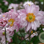 Anemone hyb. 'Mont-rose' GM P9