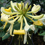 Lonicera per. 'Graham Thomas' 70 cm 2,0L