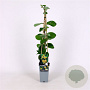 Lonicera tellmanniana 70 cm 2,0L