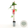 Parthenocissus q. 'Troki' 80-100 cm 2,5L