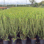 Phillyrea angustifolia 80-100 cm 5,0L