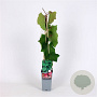 Vitis coignetiae 70 cm 2,0L