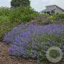 Lavandula ang. Blue Cushion GM P9 BIO