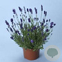 Lavandula ang. 'Ellagance Purple' GM P9 BIO