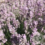 Lavandula ang. 'Miss Katherine' GM P9 BIO