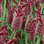 Lavandula 'Helmsdale' GM P9 BIO