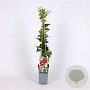 Vaccinium 'Pink Lemonade' 70 cm 2,0L