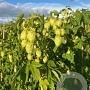 Humulus l. 'Nordbrau' GM 2,0L